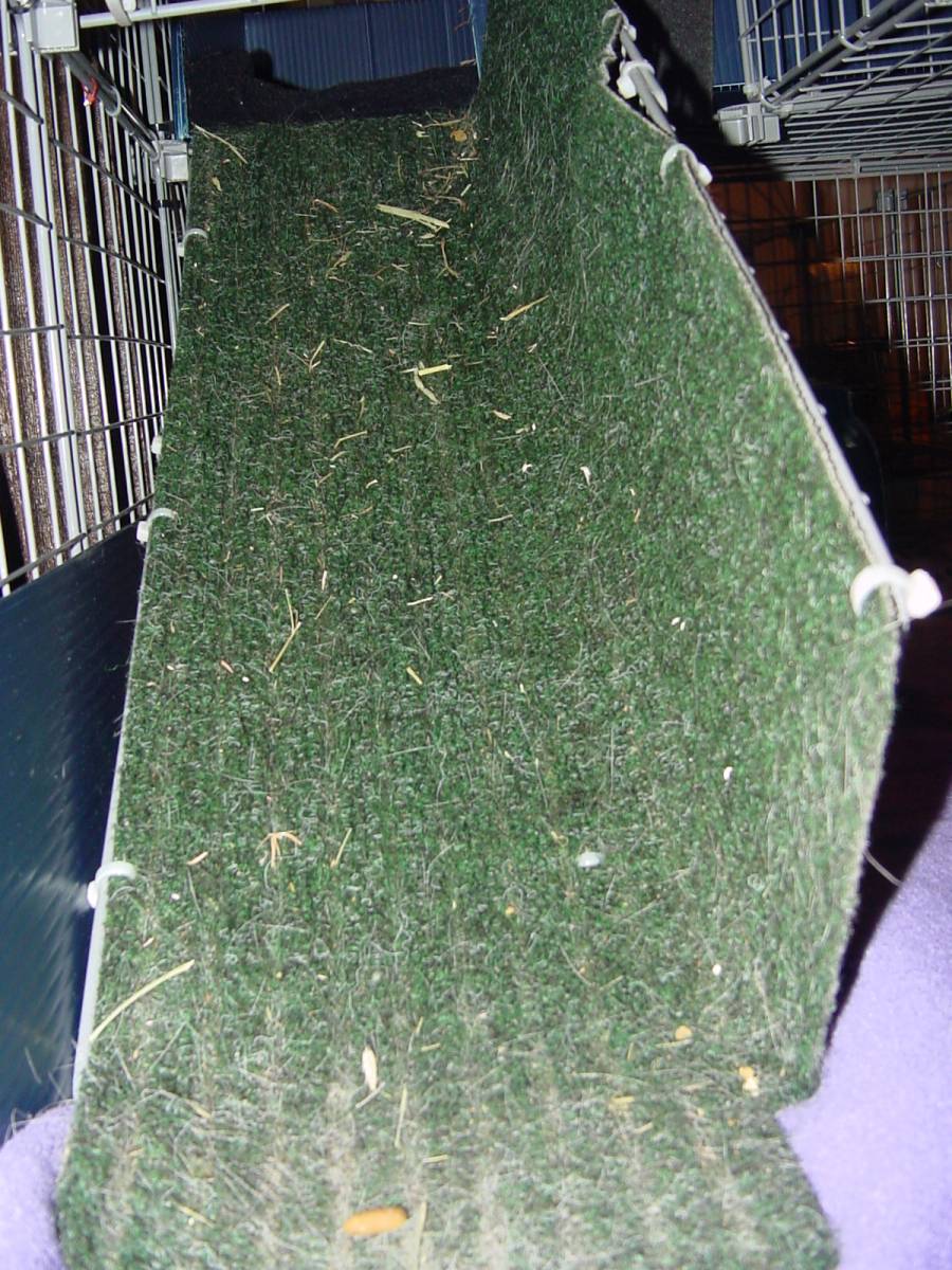 Ramp Guinea Pig Cages