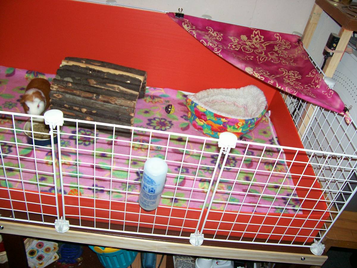 Right Side Guinea Pig Cages