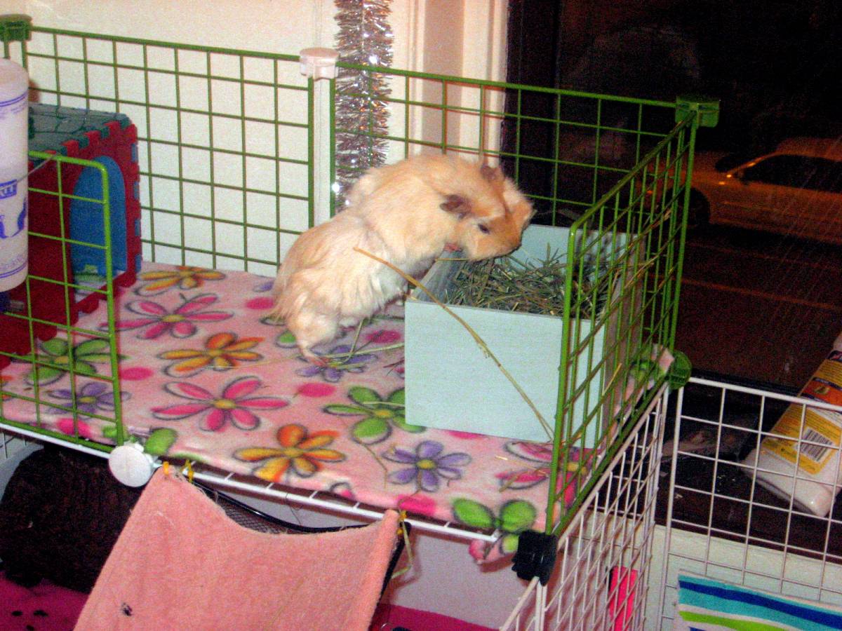 second level Guinea Pig Cages