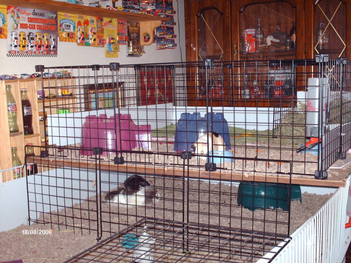 Second story Guinea Pig Cages