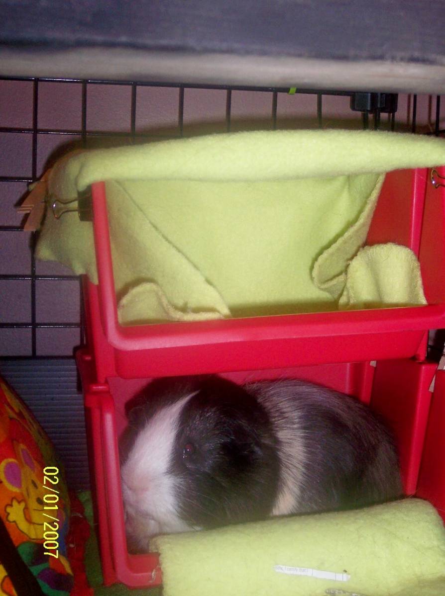 Stacking Bins Guinea Pig Cages