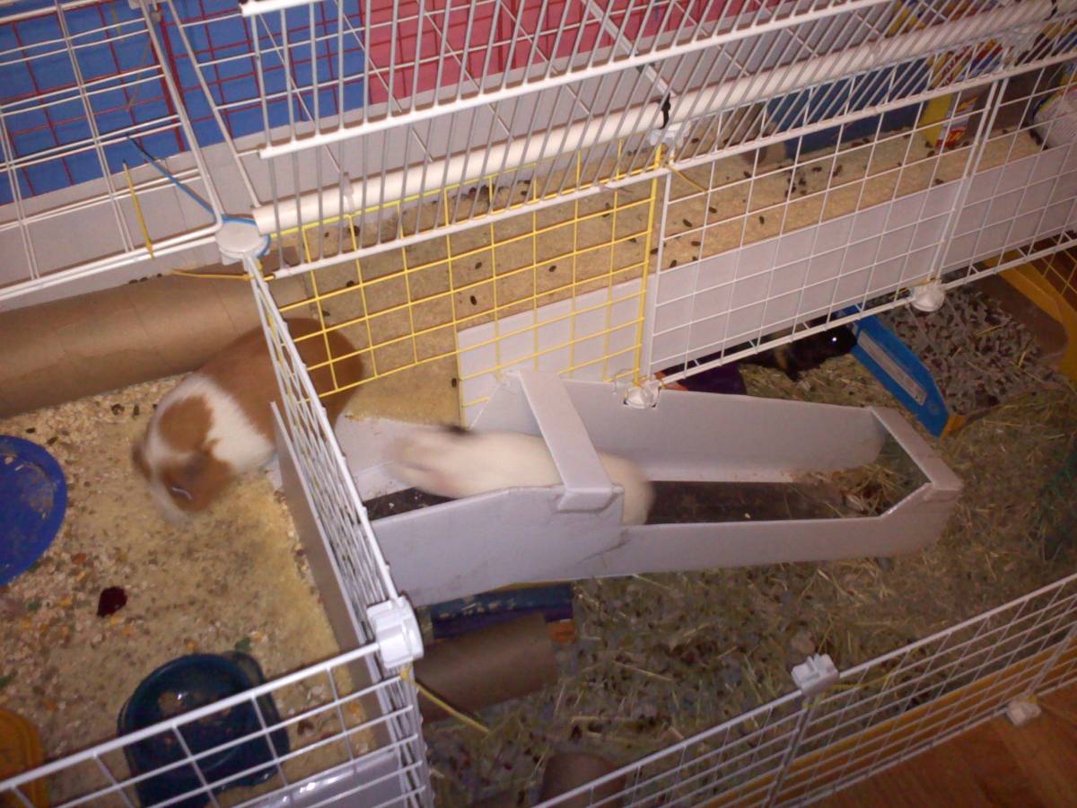 Top level Guinea Pig Cages