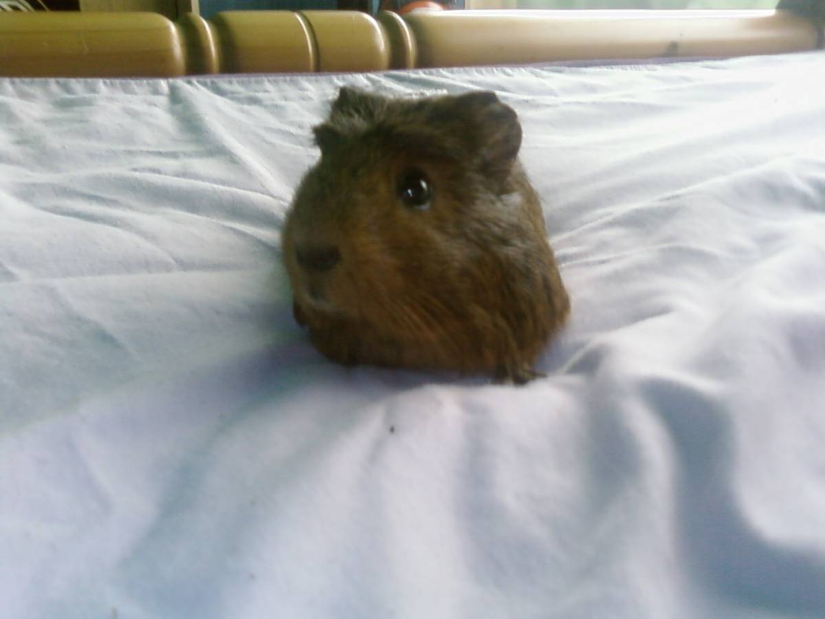 Willow Guinea Pig Cages