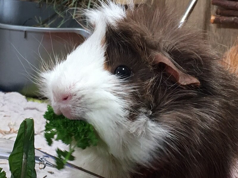Guinea Pig Nutrition Vitamin C Calcium Protein Supplements