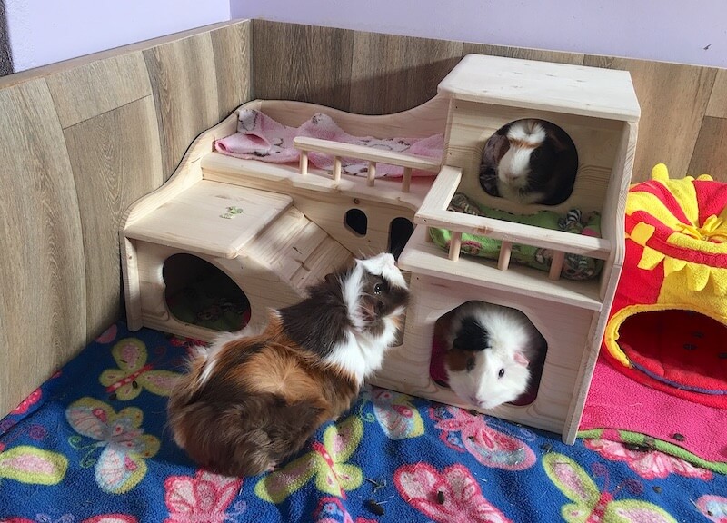 Best Guinea Pig Beds, Hideouts & Hammocks Tips & Buying Guide