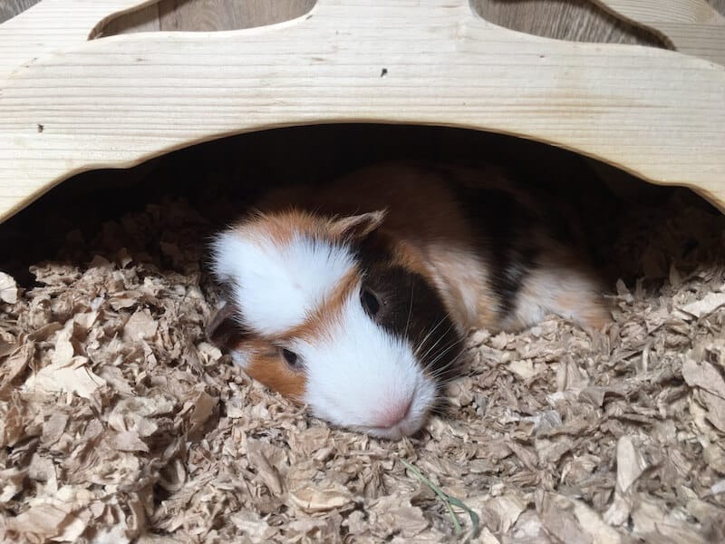 What Do Guinea Pigs Need Starter Kit Buying Guide