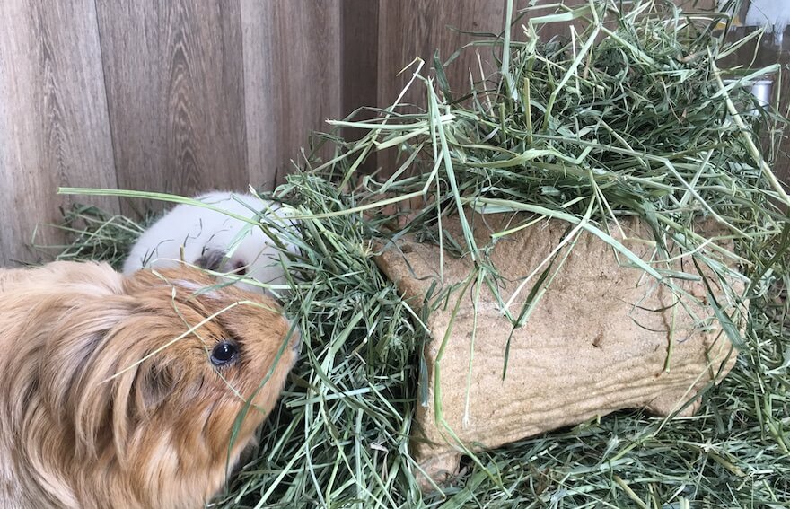 What Do Guinea Pigs Need Starter Kit Buying Guide
