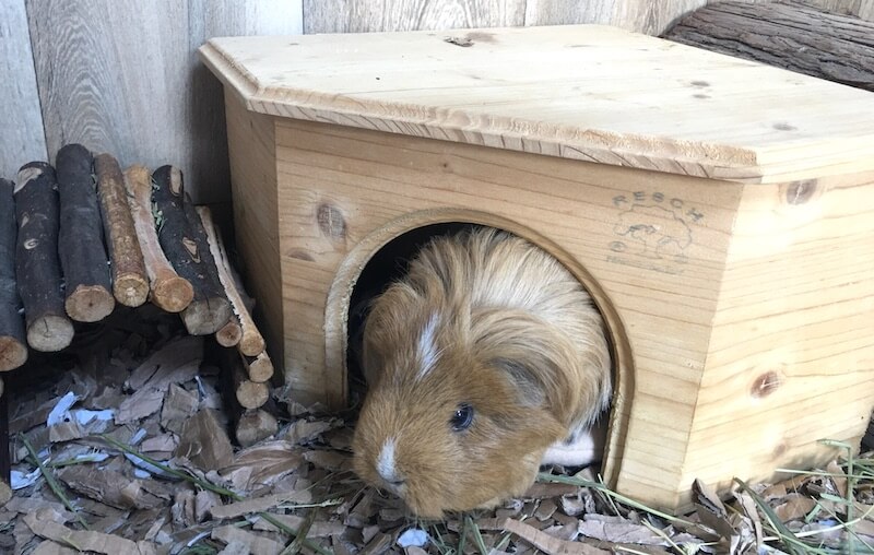 How to Keep Guinea Pigs Warm in Winter Complete Guide 2022