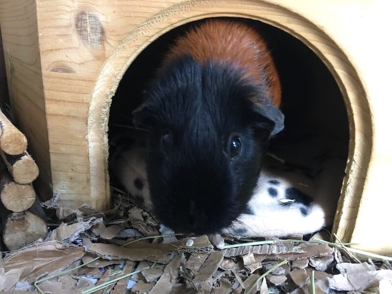 How to Keep Guinea Pigs Warm in Winter Complete Guide 2022
