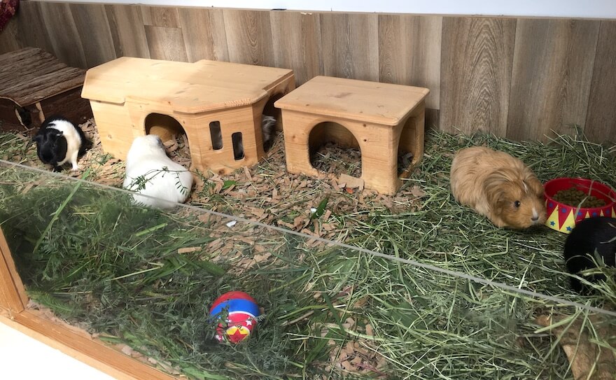 What Do Guinea Pigs Need Starter Kit Buying Guide