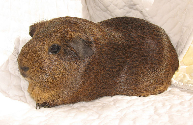 Guinea Pig Pictures The Guinea Pig Manual