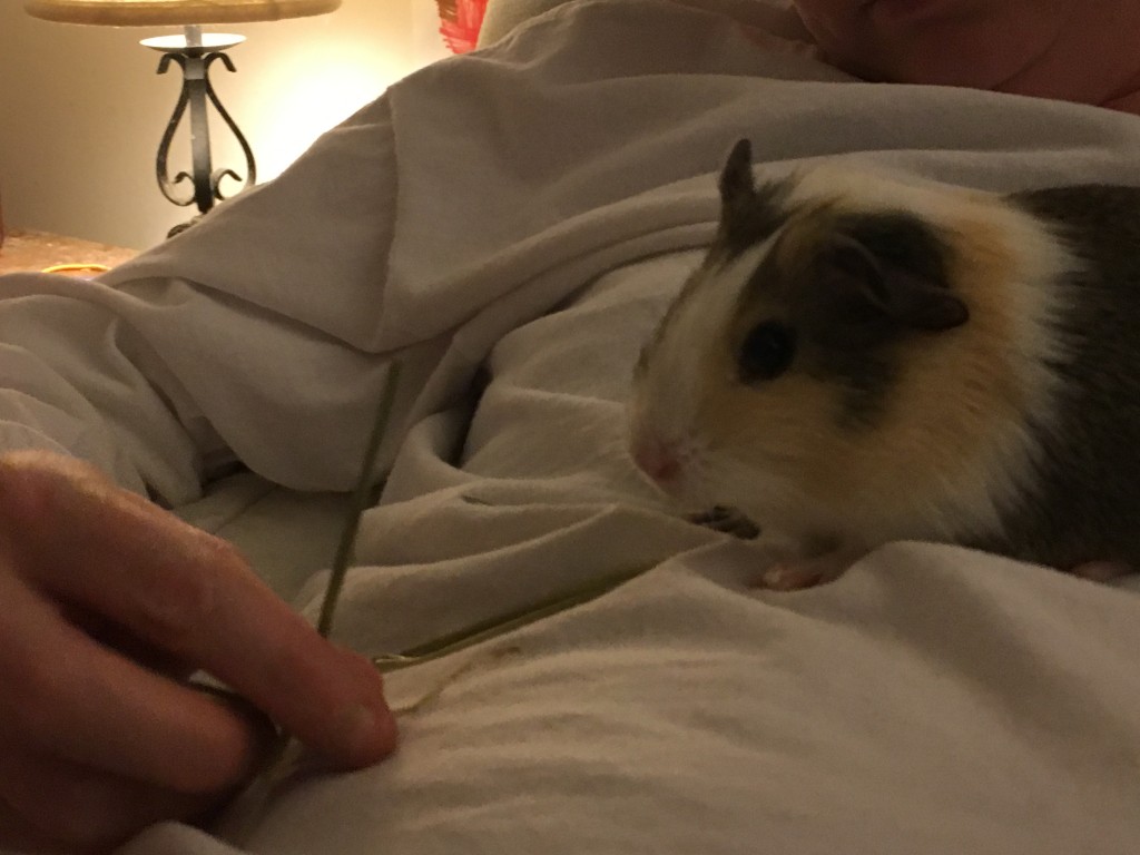 Tips for bonding with your guinea pig and training them to do simple