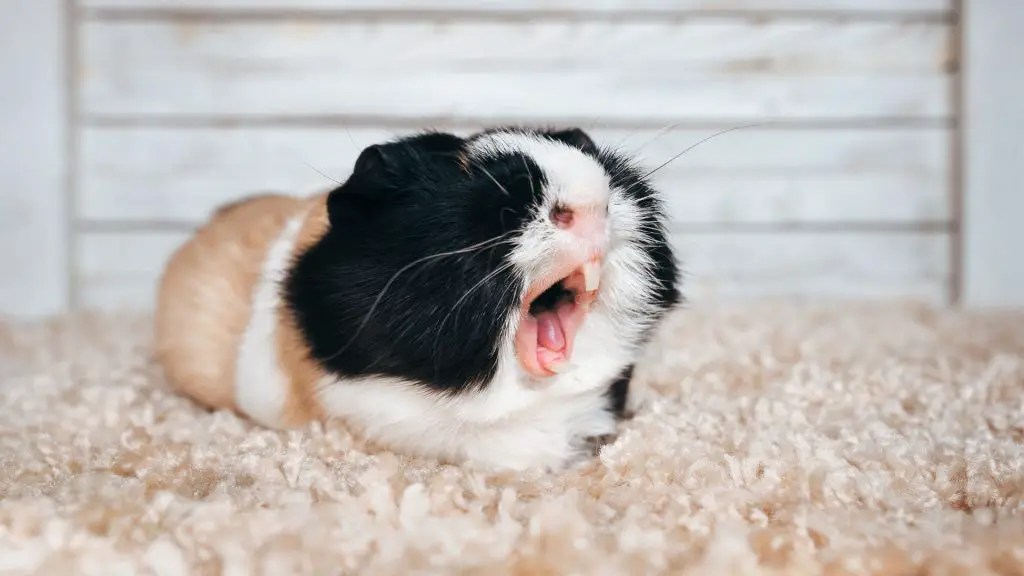 Scared Guinea Pigs What Are Guinea Pigs Afraid Of? Guinea Pig Tube