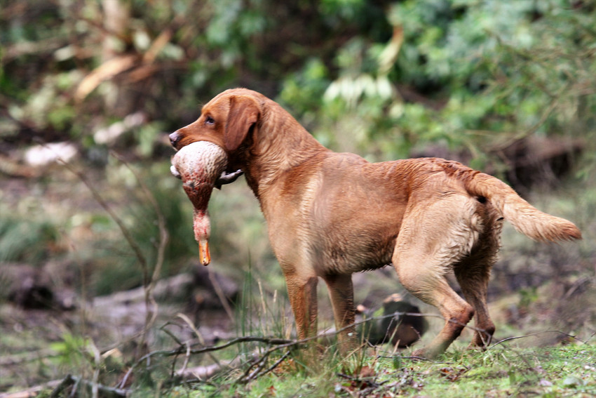 Buckland Shoot, Somerset Pheasant, Partridge GunsOnPegs