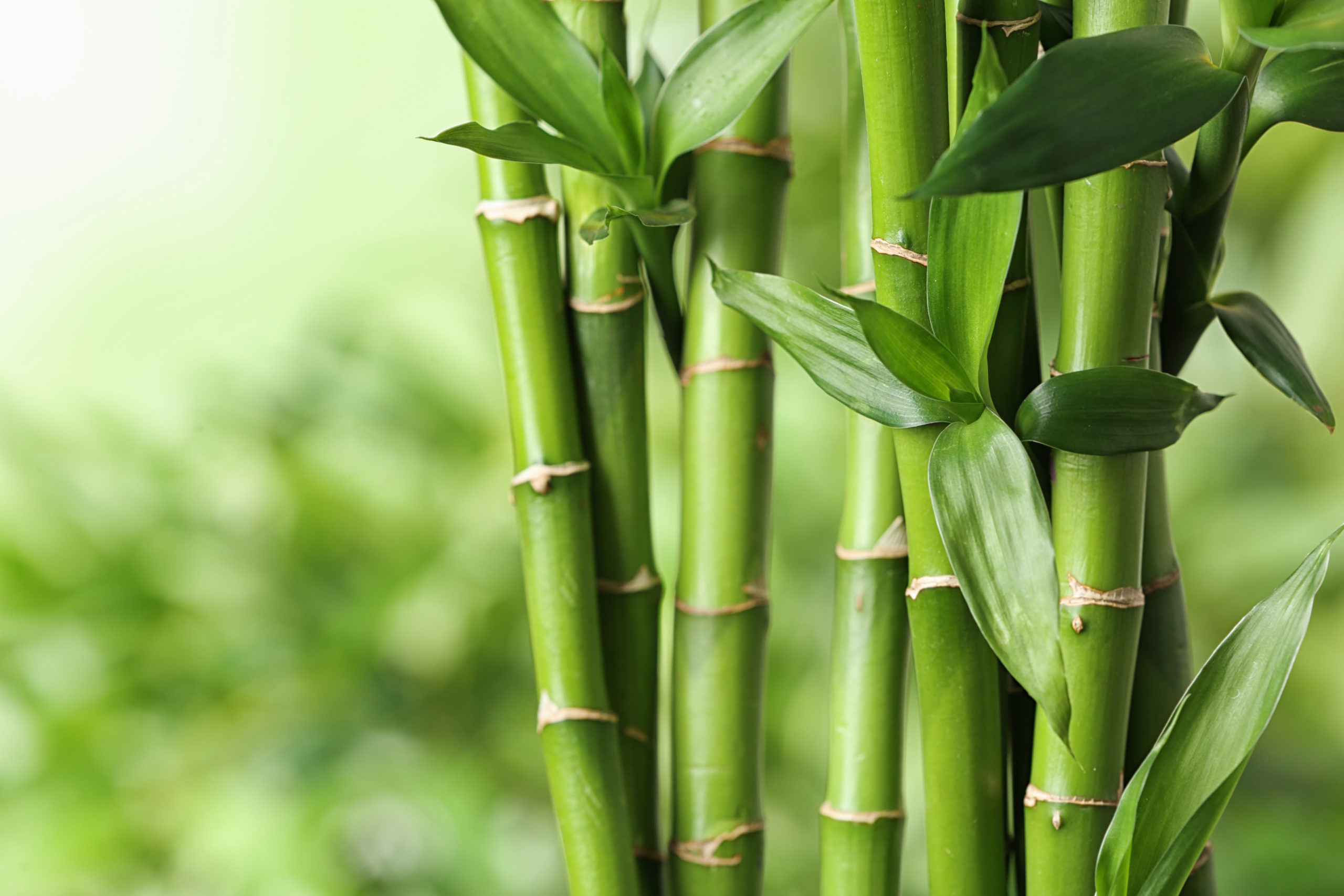 Bambu – Gürşen Sevinç