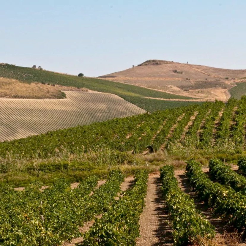 Cantine Ermes Quattro Quarti Nero D’Avola Appassimento, Sicilia DOC 2019 Gus Clemens on Wine