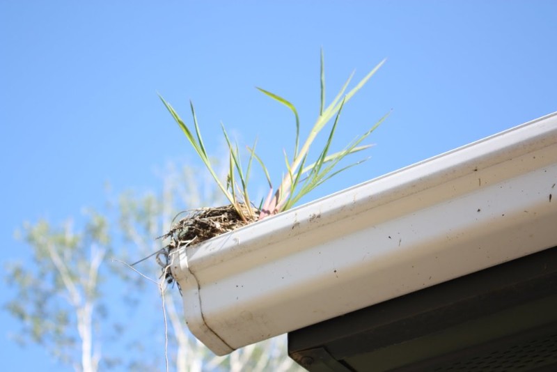 How To Keep Bird Nests Out Of Your Gutters Gutter Boyz of Kentucky