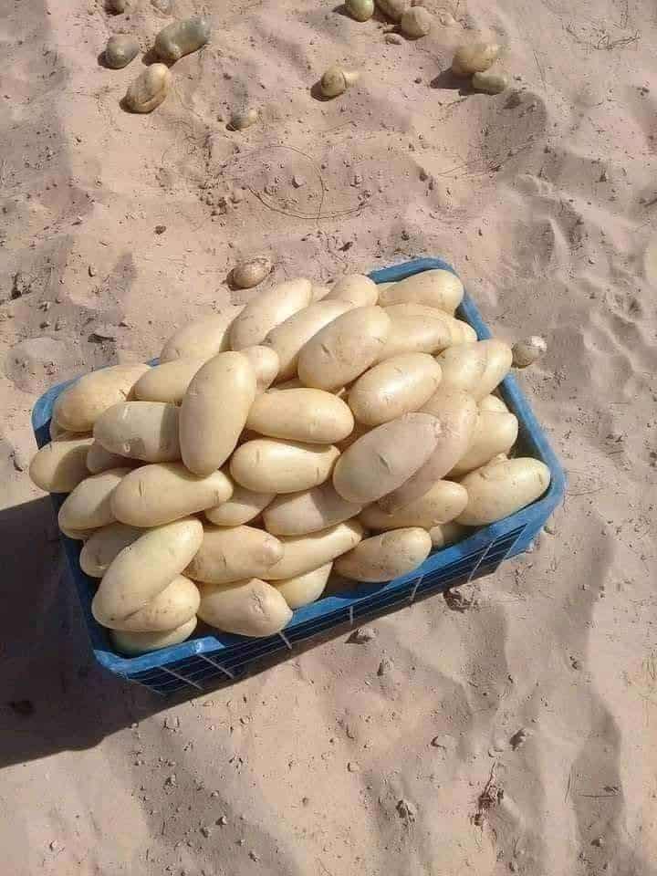 The Best Potatoes That You Should be Growing