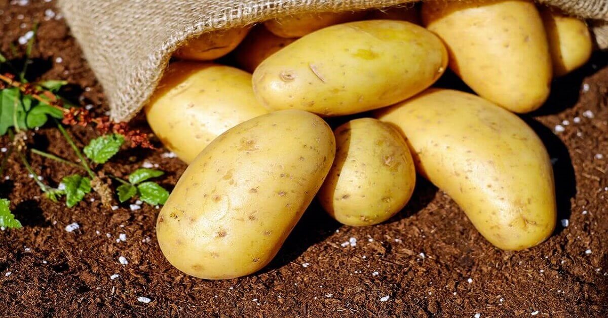 How to Grow Potatoes Full Guide Guy About Home