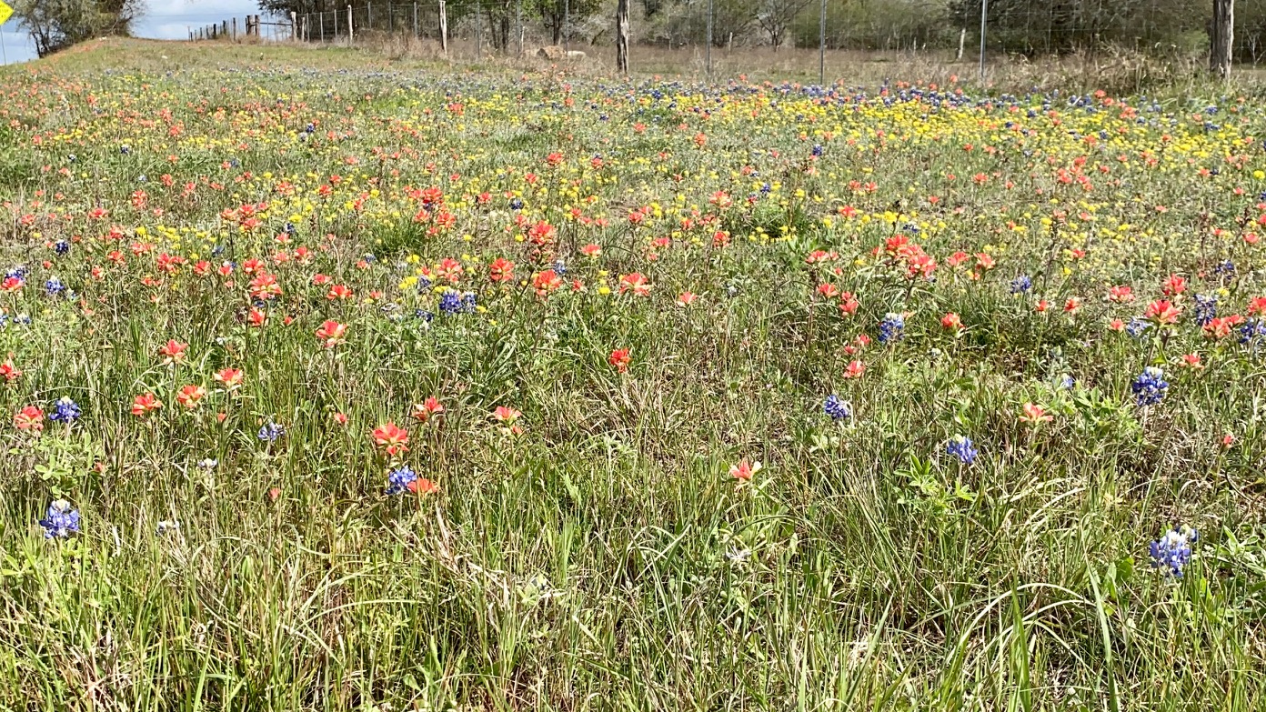Texas Wildflowers Pretty with Purpose GVEC