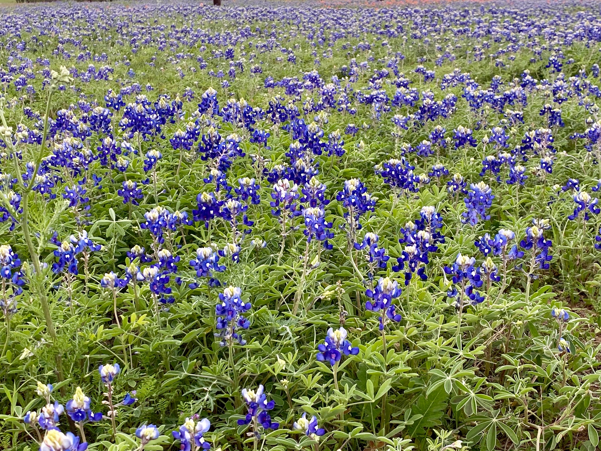 Texas Wildflowers Pretty with Purpose GVEC