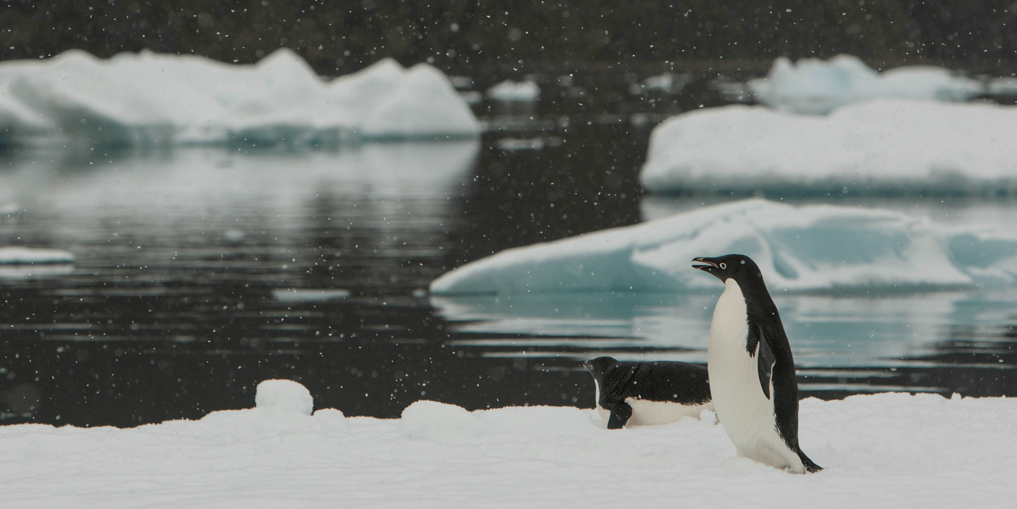 Six animal species and how they are affected by climate change GVI UK