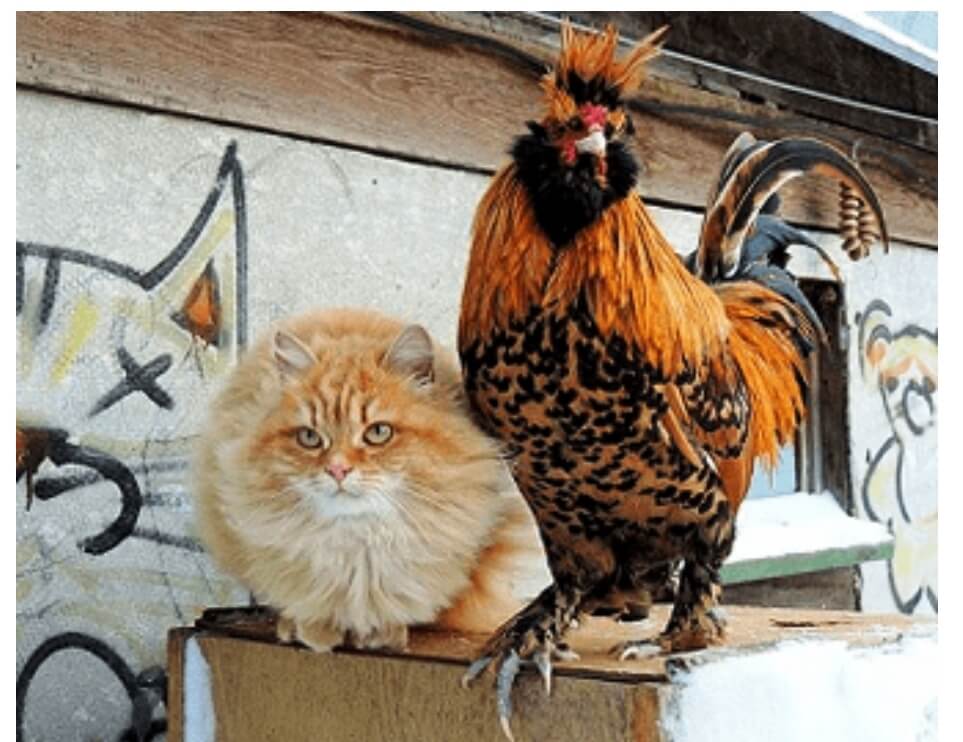 English Short, Moral Story “Cats And Roosters” for Kids and Children