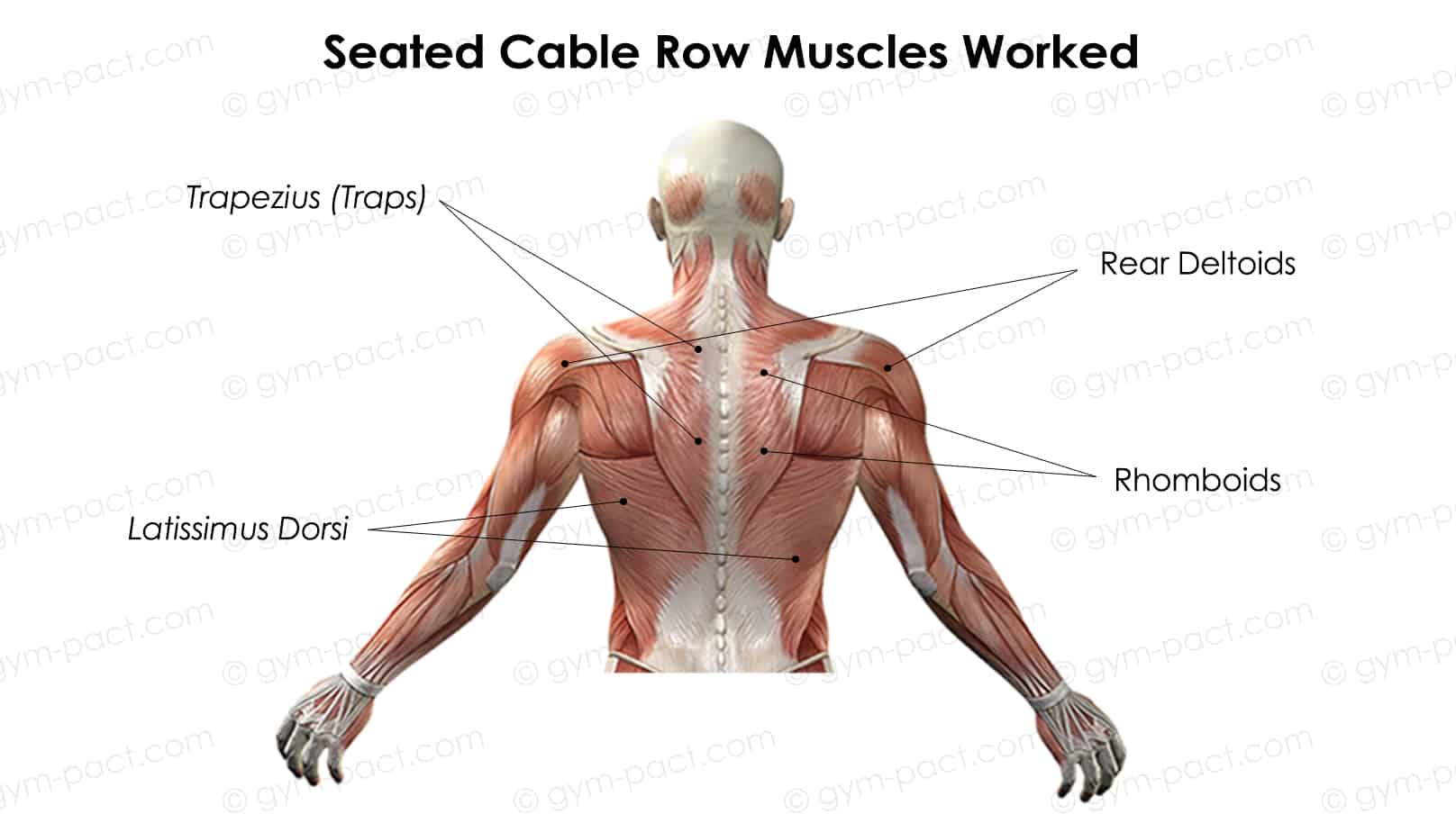 7 Best Seated Cable Row Alternatives (No Machines)