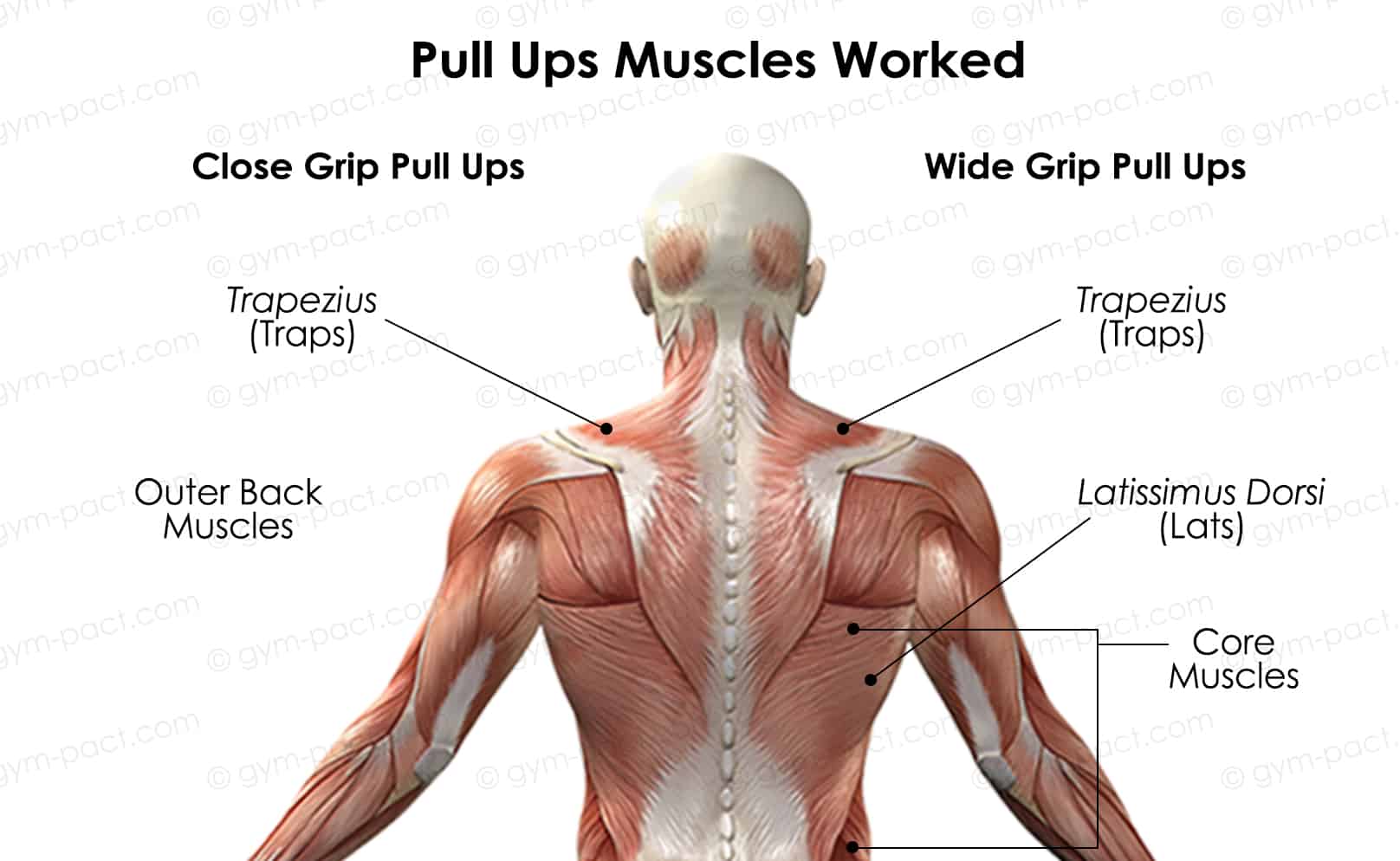 The Surprising Benefits Of Pull Ups You Should Know