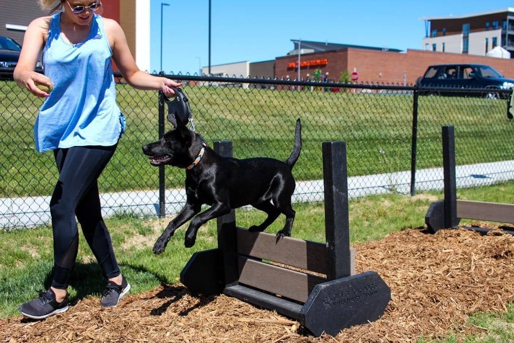 Dog Playground Equipment Dog Park Products Gyms For Dogs