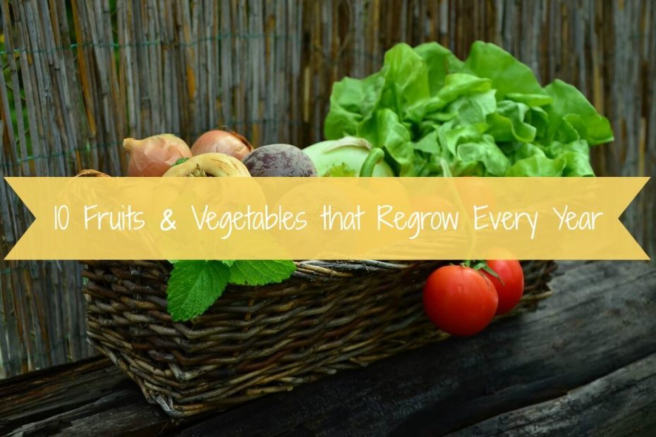 10 Fruits & Vegetables that Regrow Every Year - Gypsy Soul