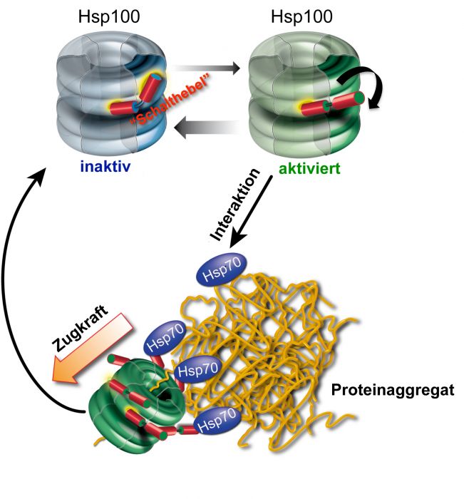 Publication in “Nature Structural & Molecular Biology” – HITS gGmbH