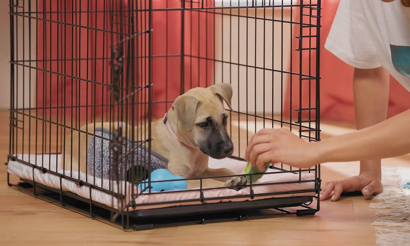 How Long Does It Take for a Puppy to Get Used to a Cage? Haaretz