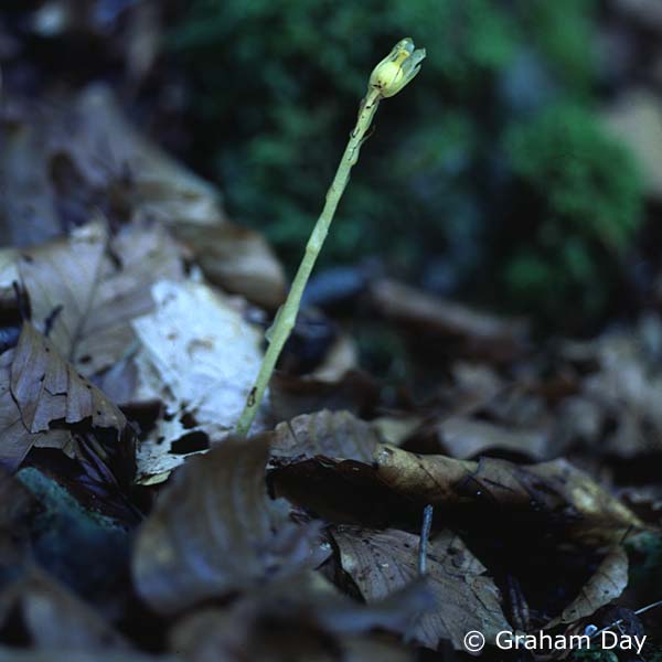 Monotropa hypopitys Yellow Bird'snest Northern Ireland's Priority