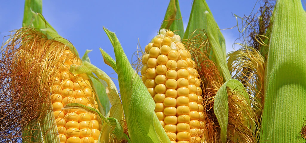 Alimentación El maíz amarillo, la mejor opción para criar animales