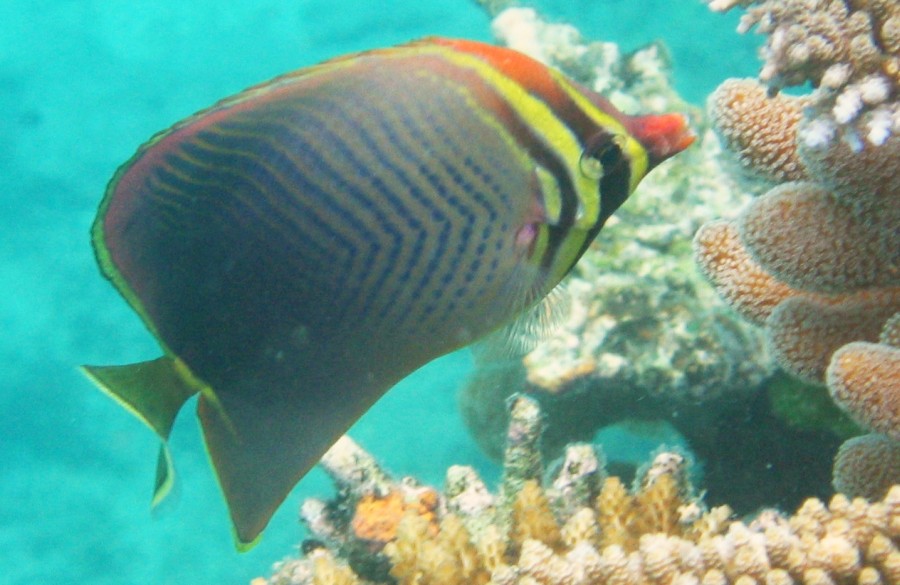 Triangle Butterfly Fish