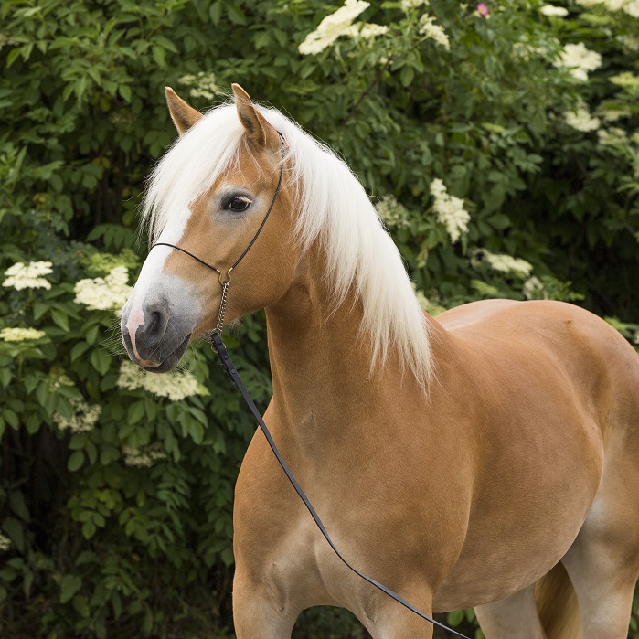 Breed Standard American Haflinger Alliance