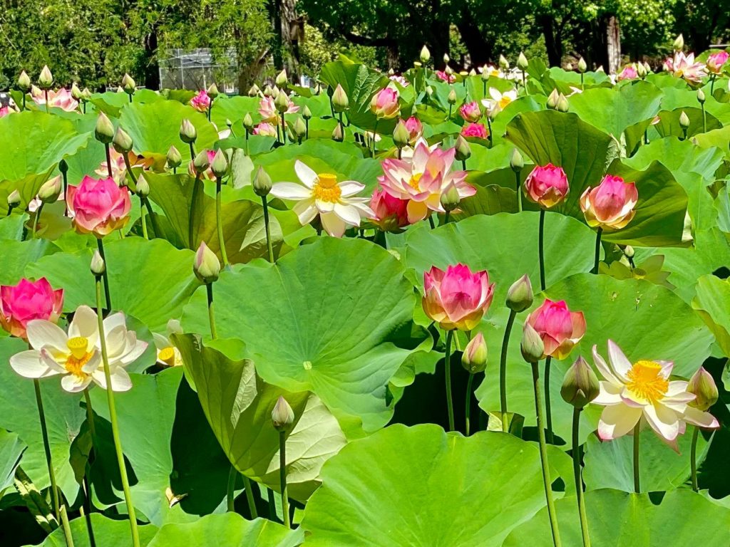 Lotus Flower Garden in Full Bloom at William Land! Haggin Oaks