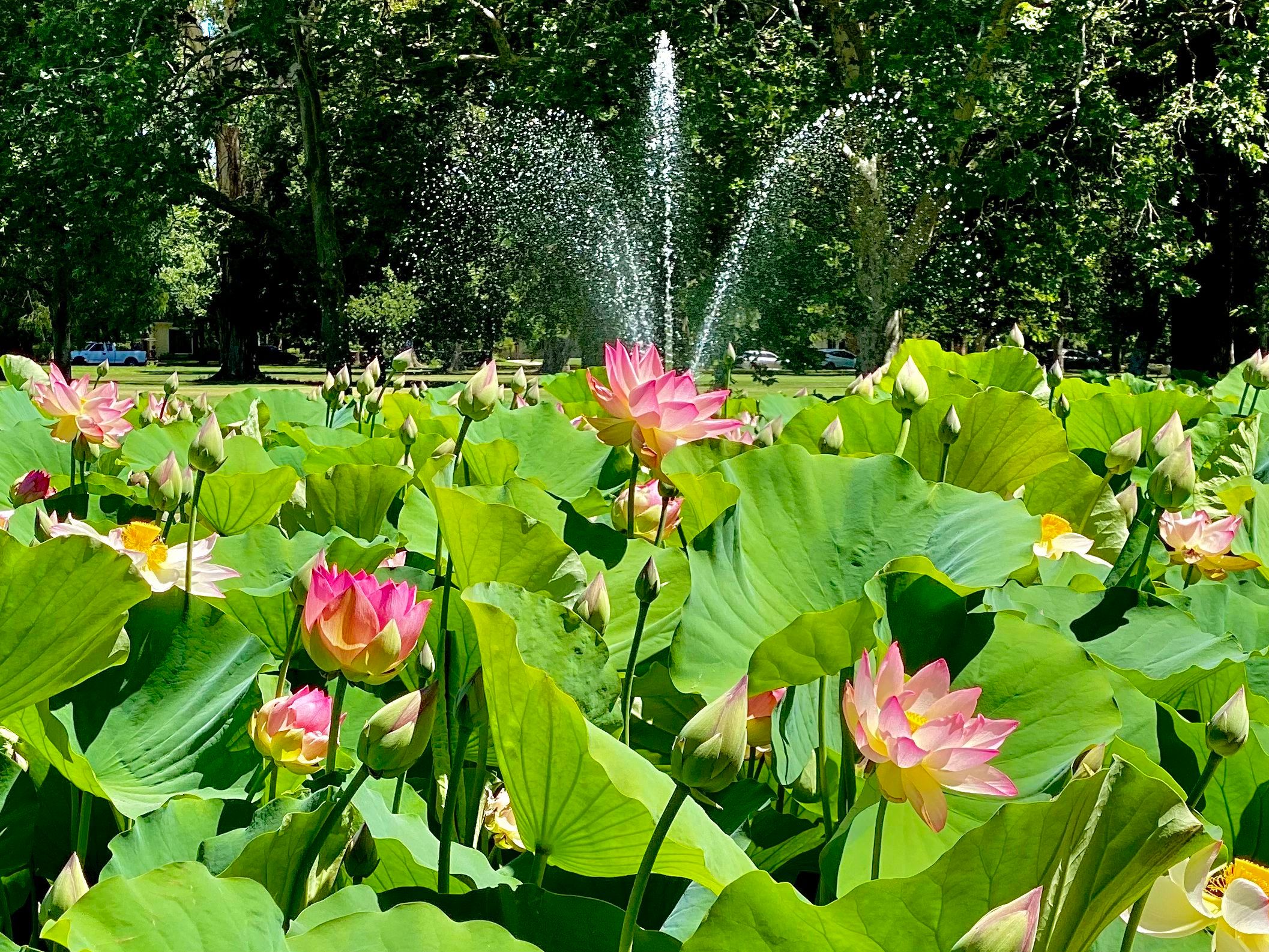 Lotus Flower Garden in Full Bloom at William Land! Haggin Oaks