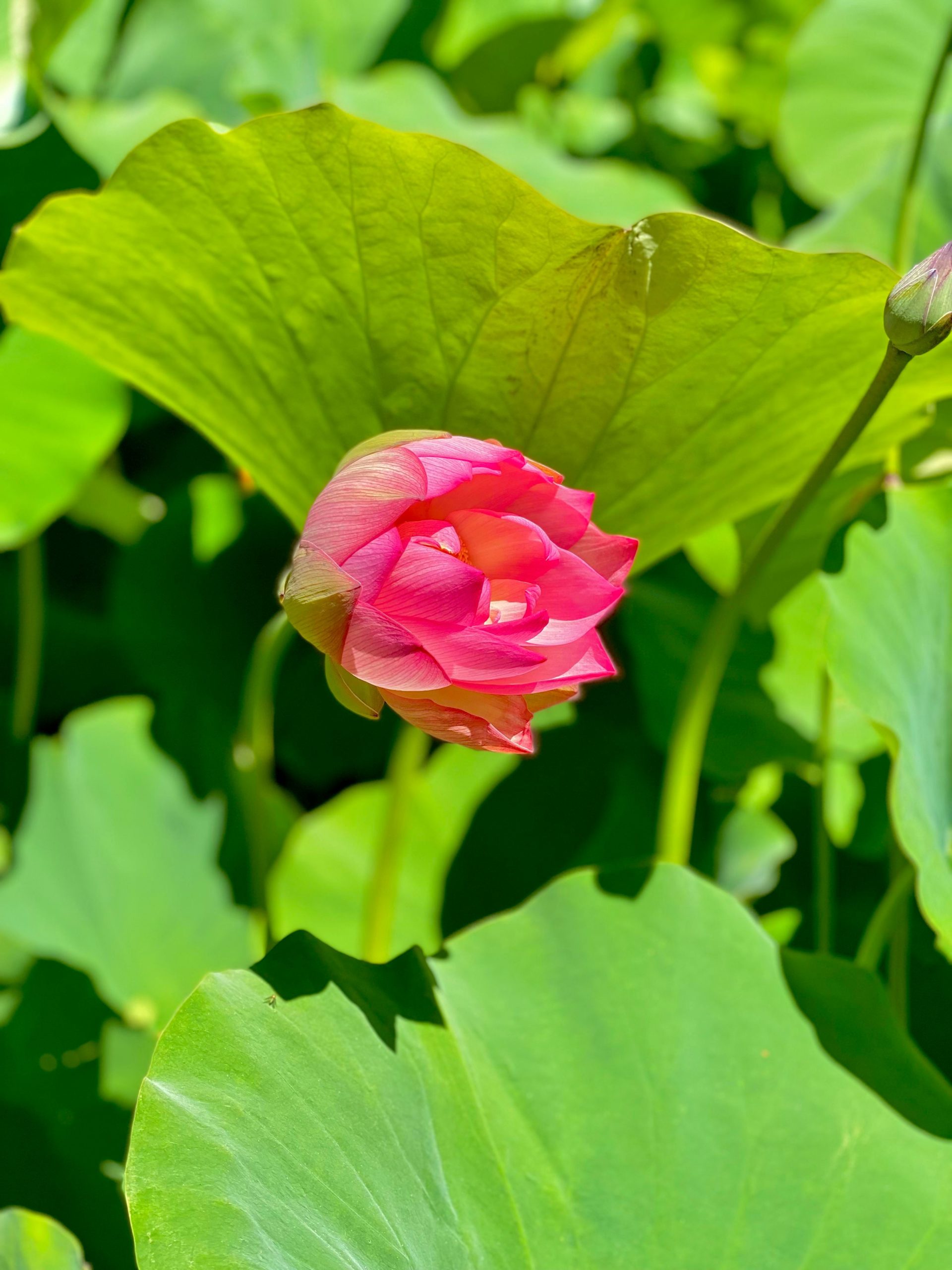 Lotus Flower Garden in Full Bloom at William Land! Haggin Oaks