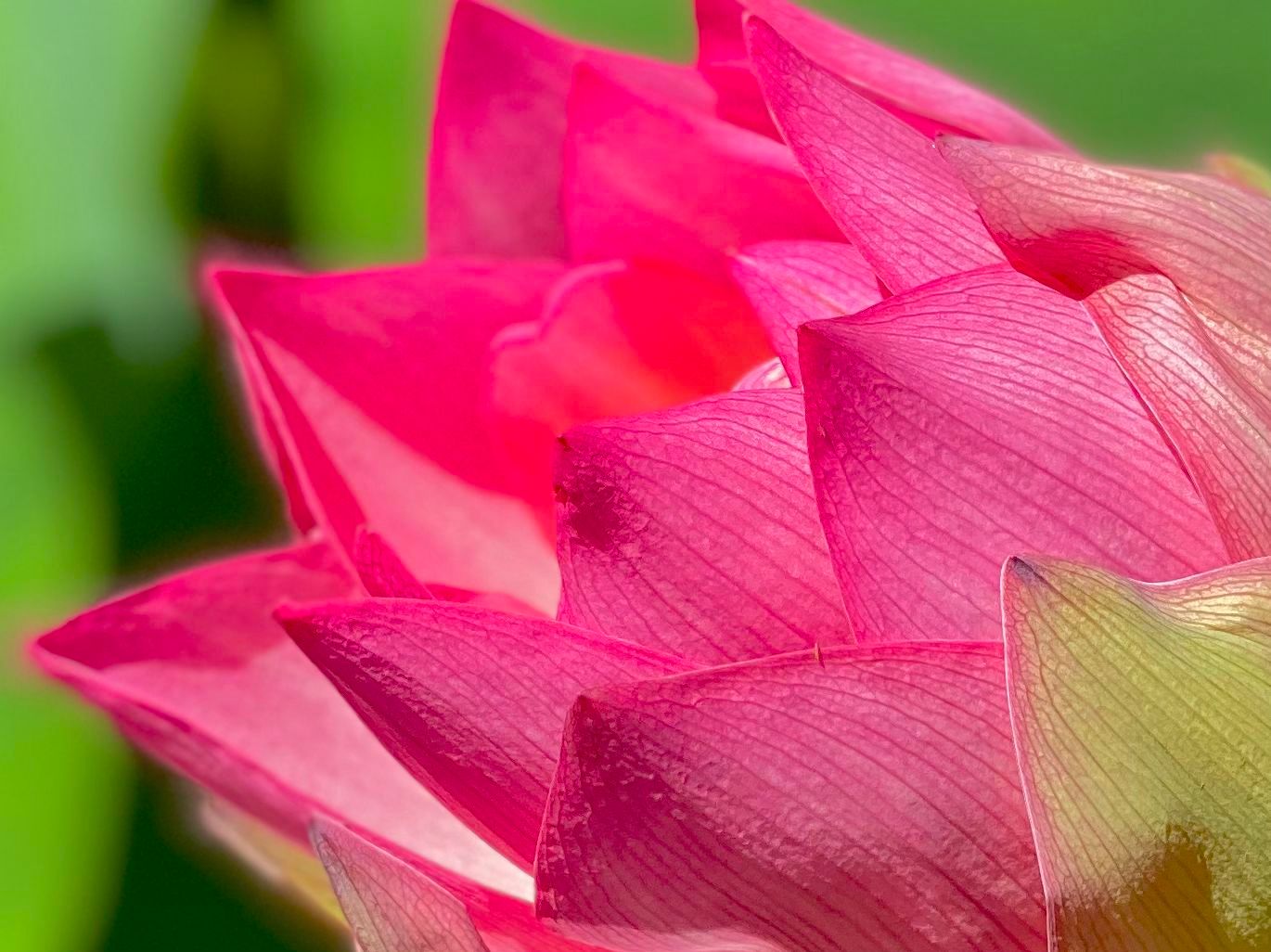 Lotus Flower Garden in Full Bloom at William Land! Haggin Oaks