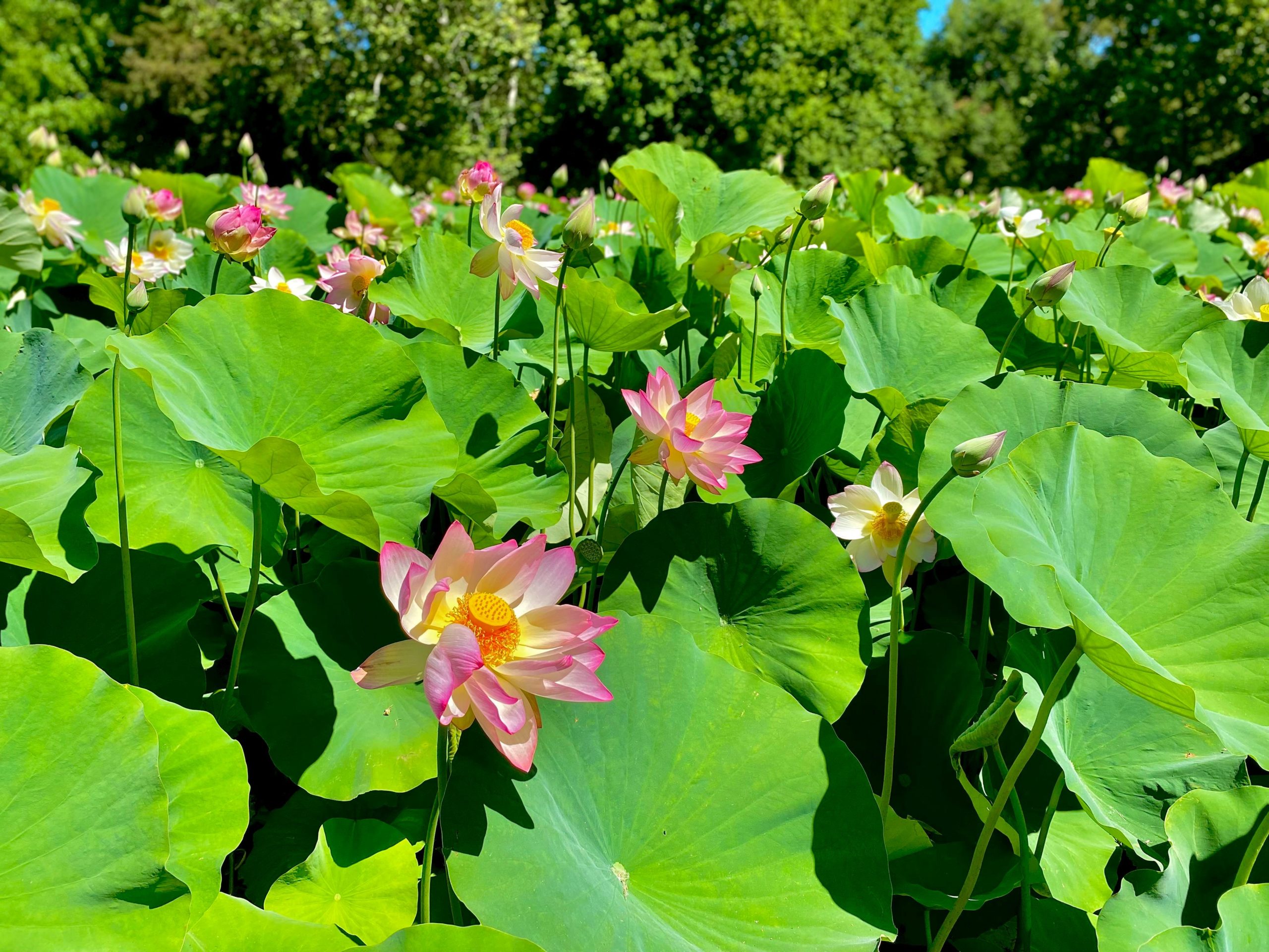 Lotus Garden Ackworth Opening Times Fasci Garden