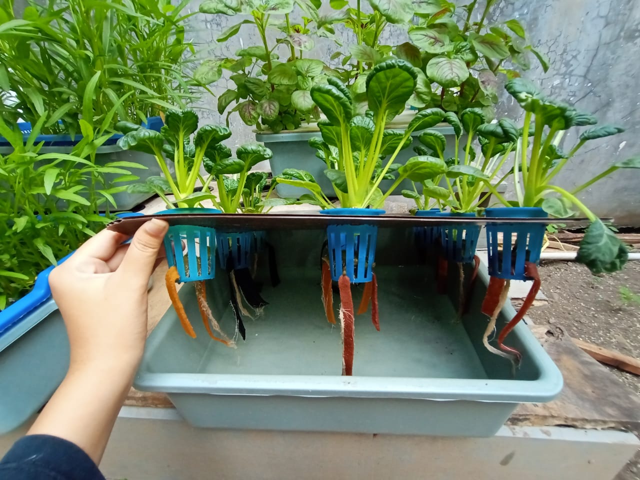 Mau Berhidroponik? Coba Sistem Sumbu (Wick System), Dijamin Berhasil
