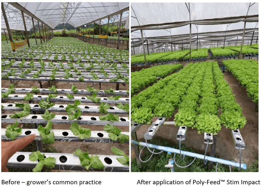 PolyFeed Stim™ Impact combats wilting and improves yields in