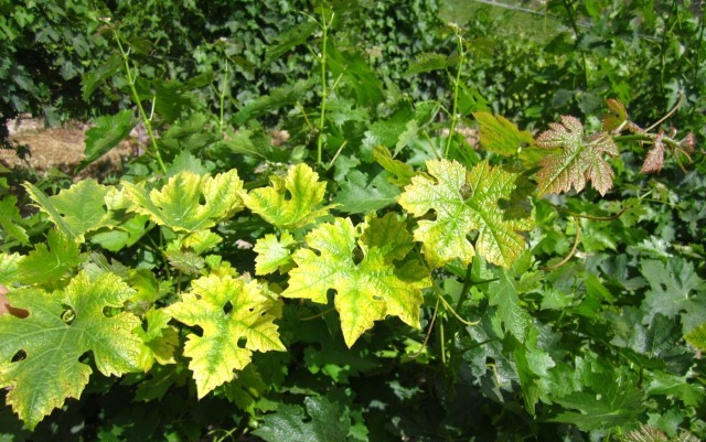 Iron deficiency in plants Haifa Group