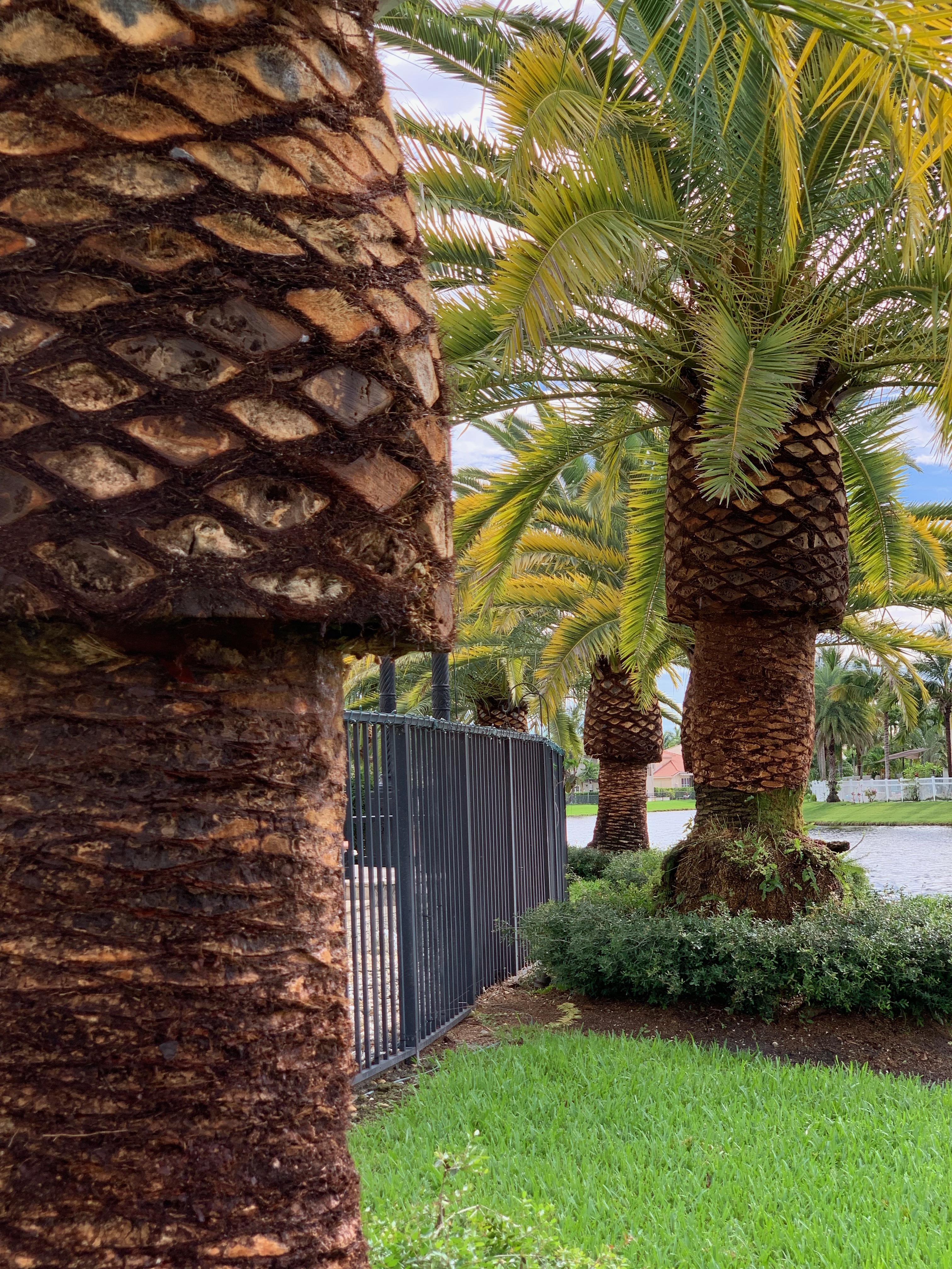 » Canary Island Date Palm 1 Lawn & Landscaping Company In Wellington, FL Palm Beach, FLBlog