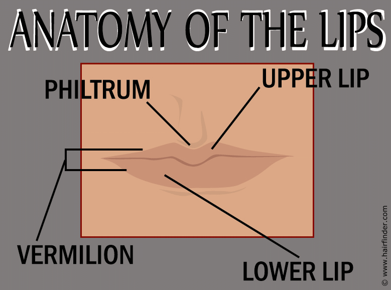Lip anatomy, anatomy of the lips and lip makeup application
