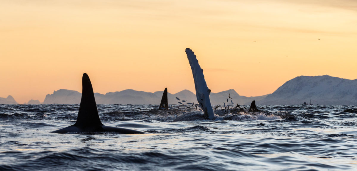 Killer Whales Are Bullies, and Humpbacks Are Bouncers