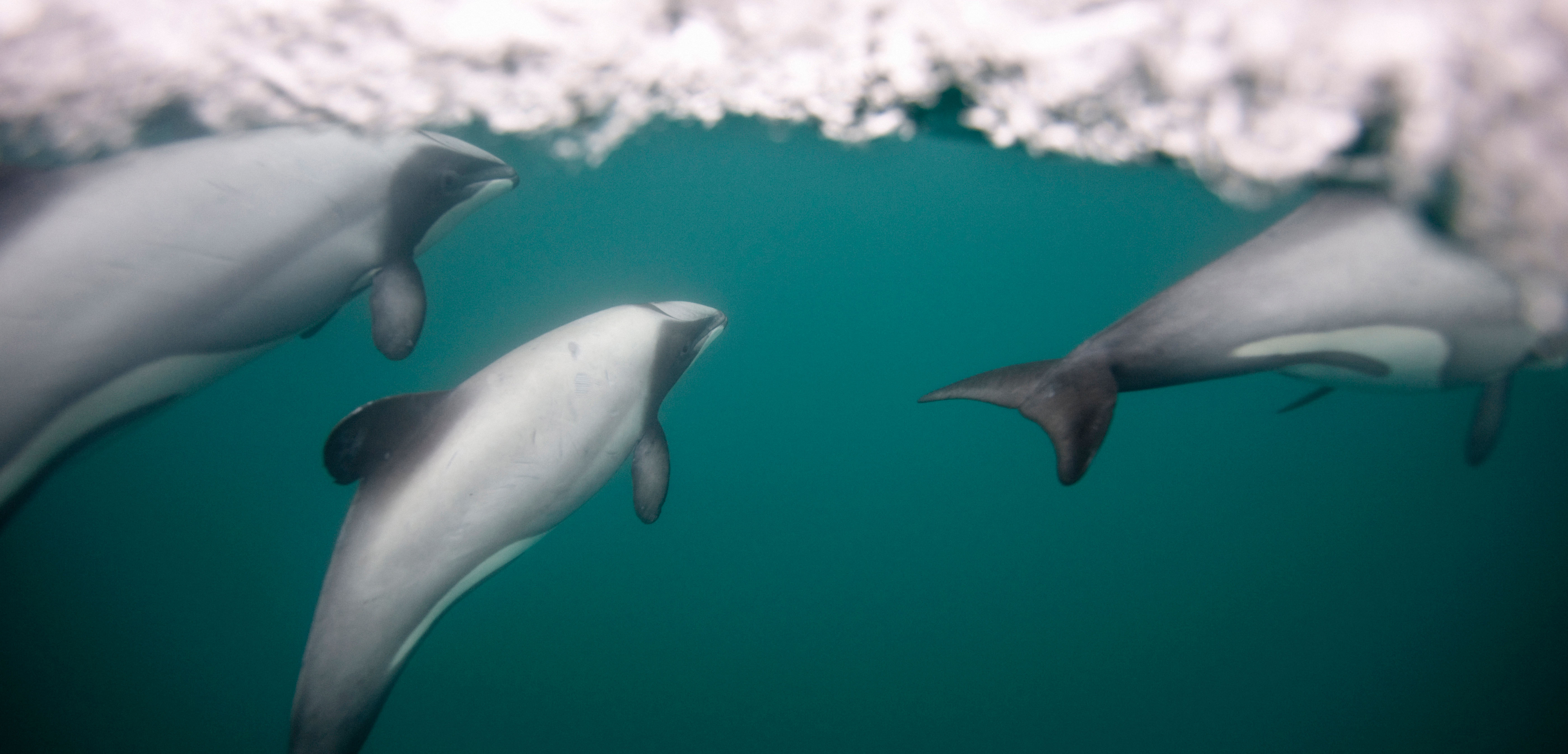 Dolphin Breathing Method