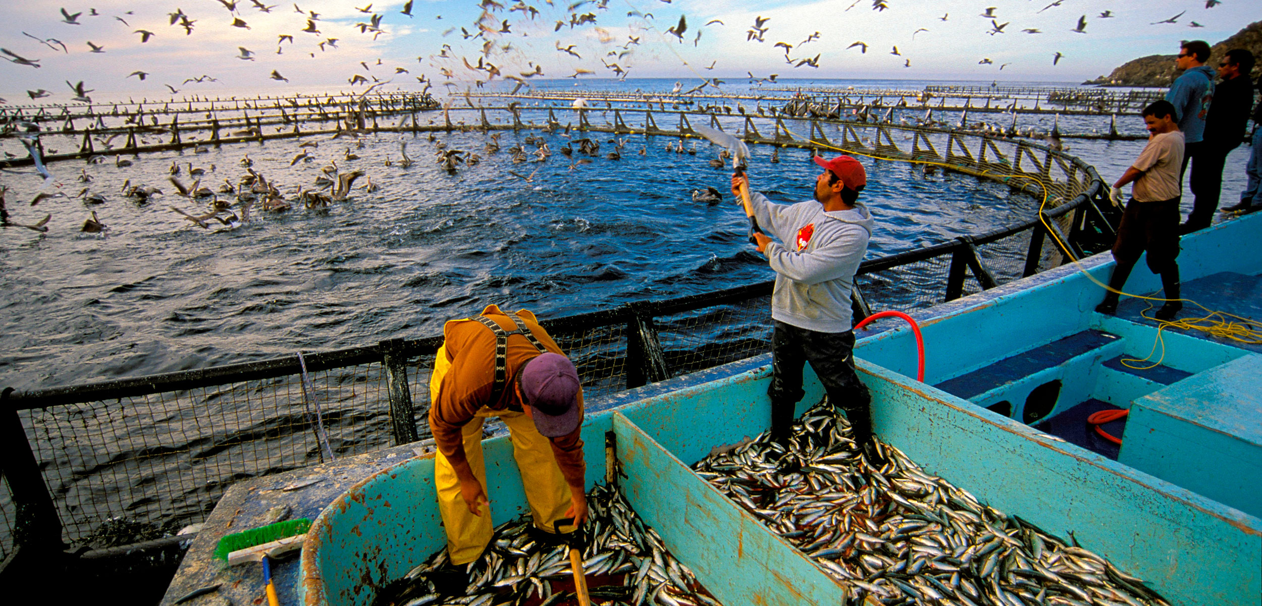 Taking the Fish Out of Fish Feed Hakai Magazine